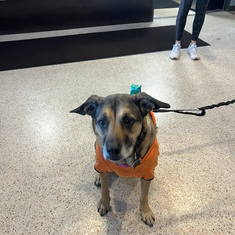 A dog in an orange Halloween costume