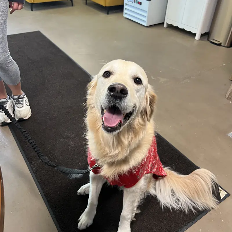 A golden retriever in a red holiday sweater inside the shop